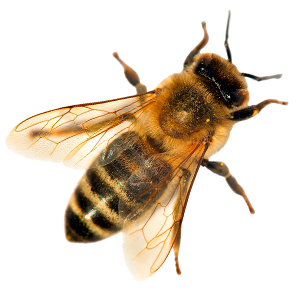 tunnista mehiläinen